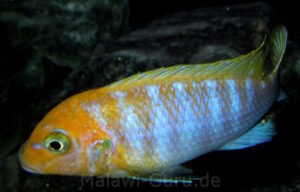 Metriaclima hajomaylandi